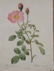 Rosa muscosa (Moosrose), graviert von Gouten, aus 